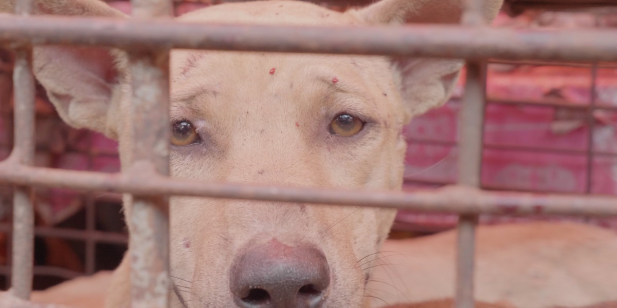 Horrific animal abuse video reveals Tomohon markets defying Indonesia’s pledge to end dog and cat meat trade
