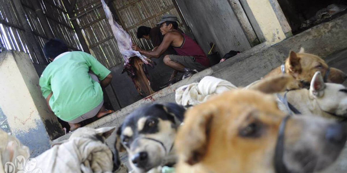 Armed thieves, rabies-infected dog meat highlight dangers of Indonesia’s dog and cat meat trade as campaigners fear tourists could be at risk