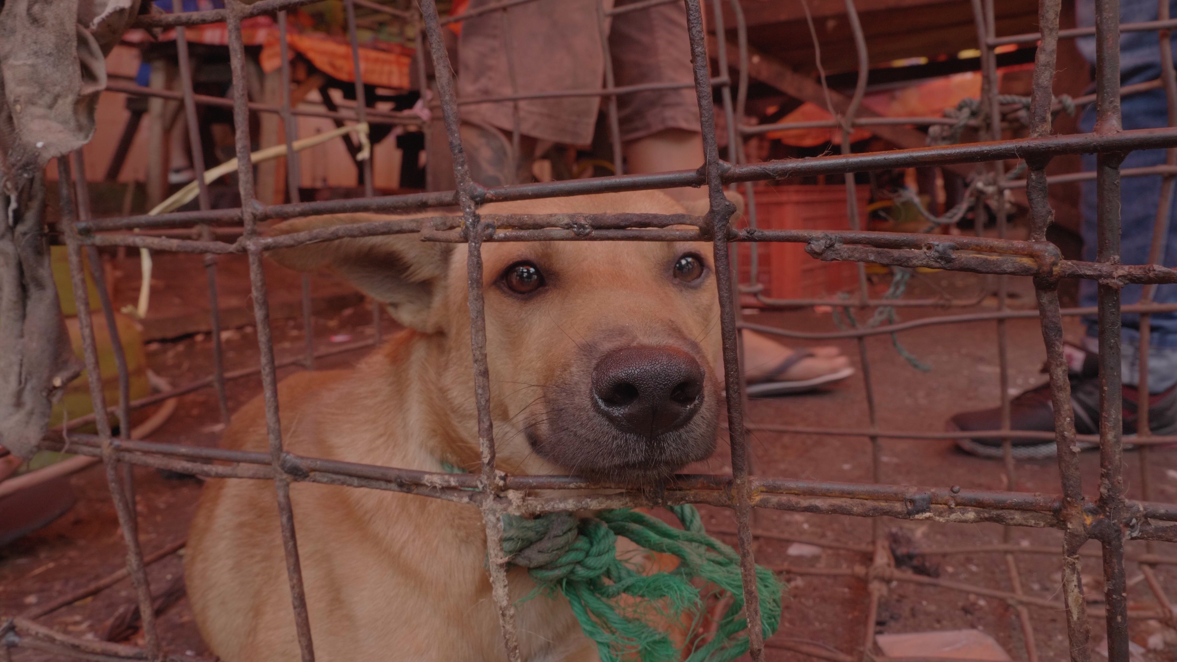 Horrific animal abuse video reveals Tomohon markets defying Indonesia's  pledge to end dog and cat meat trade