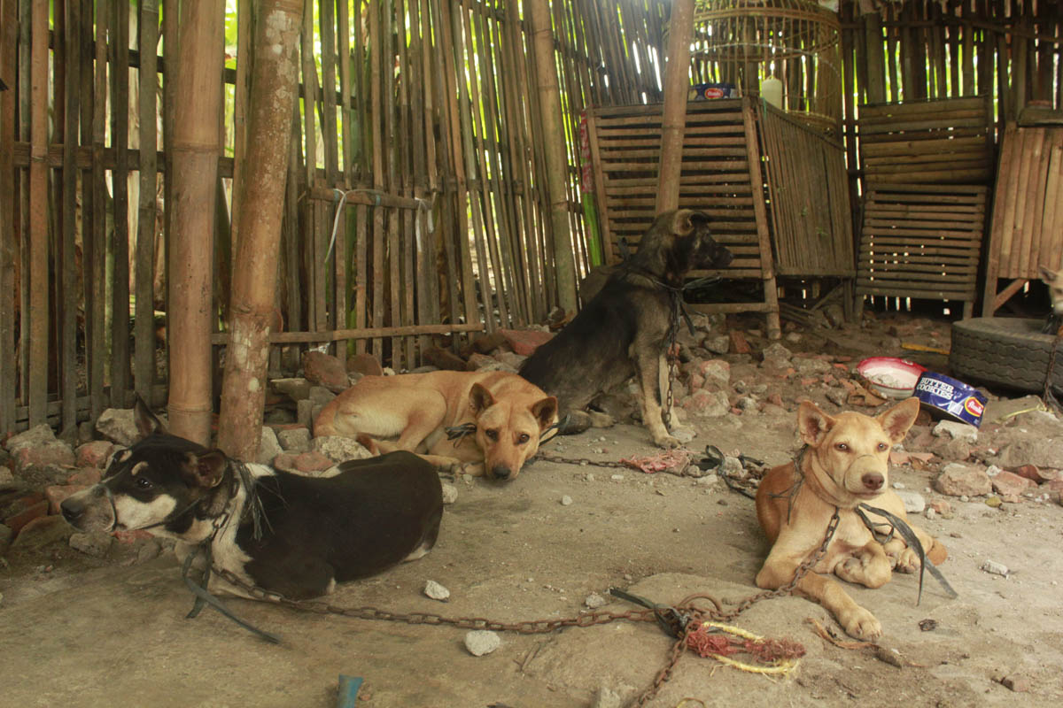 what is the dog meat trade