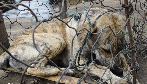 Celebrities Ricky Gervais and Peter Egan join campaigners in calls for Indonesia to close down its Live Animal Markets