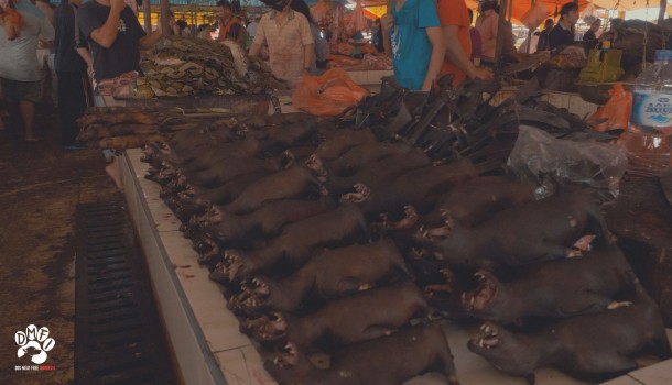 The Dog Meat Free Indonesia Coalition has issued an open letter warning of the risks of the country’s trade in wildlife and dogs & cats for meat