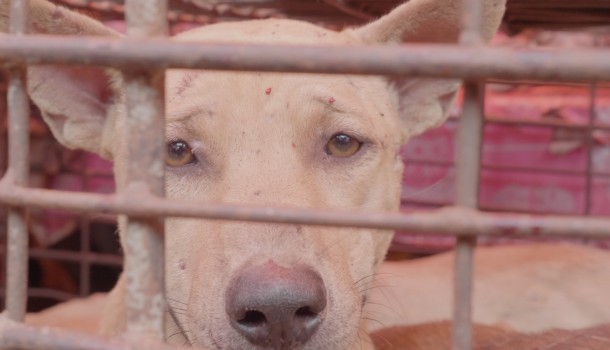 Horrific animal abuse video reveals Tomohon markets defying Indonesia’s pledge to end dog and cat meat trade