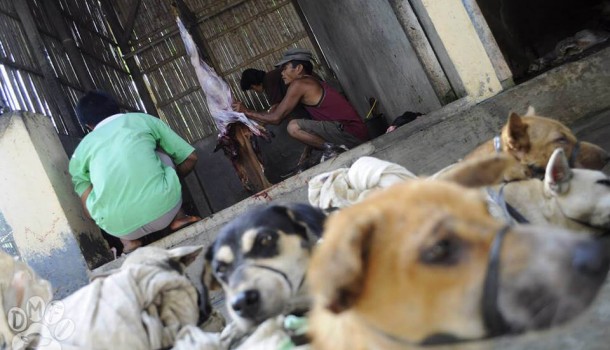 Armed thieves, rabies-infected dog meat highlight dangers of Indonesia’s dog and cat meat trade as campaigners fear tourists could be at risk