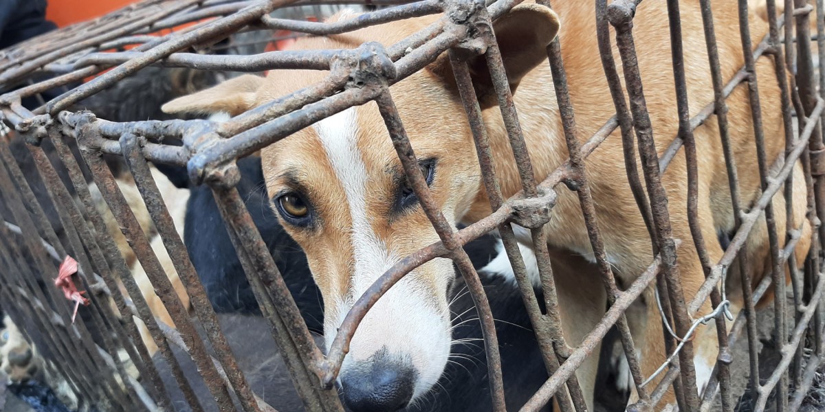 Authorities urged to shut down the terror of North Sulawesi’s extreme wet markets where dogs and cats are brutally killed for meat alongside bats and snakes despite disease risk