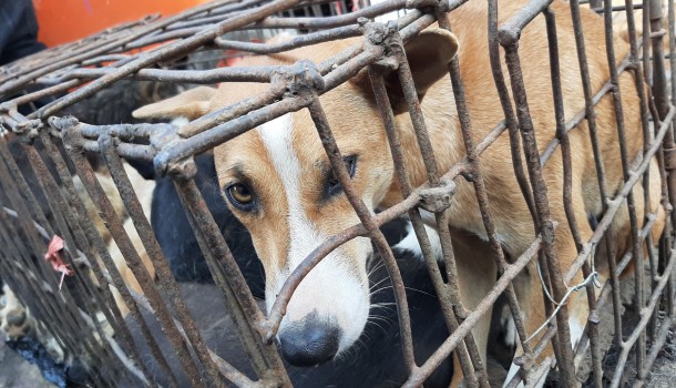 Authorities urged to shut down the terror of North Sulawesi’s extreme wet markets where dogs and cats are brutally killed for meat alongside bats and snakes despite disease risk