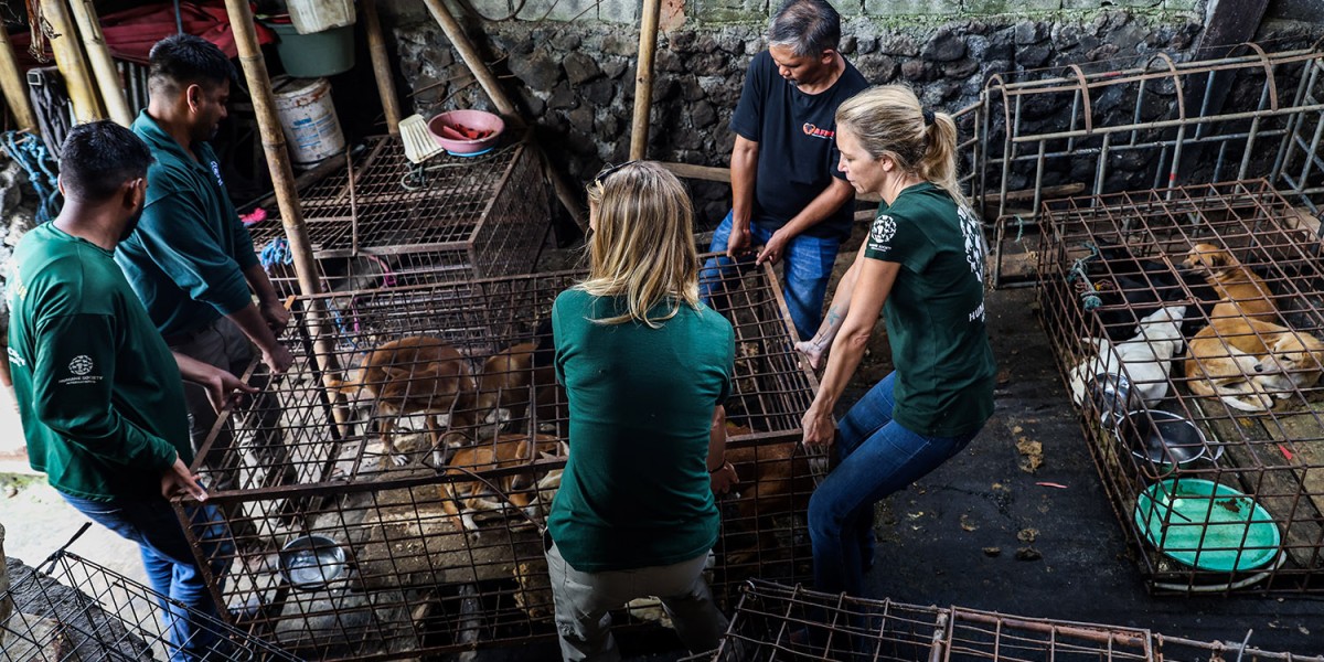Celebrities including Billie Eilish, Charlize Theron, Clint Eastwood, Kim Basinger alongside Indonesian mega-stars call for end to cruel dog and cat meat trade in Indonesia 