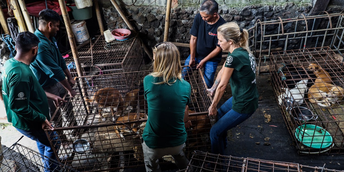 Celebrities including Billie Eilish, Charlize Theron, Clint Eastwood, Kim Basinger alongside Indonesian mega-stars call for end to cruel dog and cat meat trade in Indonesia