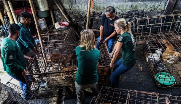 Celebrities including Billie Eilish, Charlize Theron, Clint Eastwood, Kim Basinger alongside Indonesian mega-stars call for end to cruel dog and cat meat trade in Indonesia 