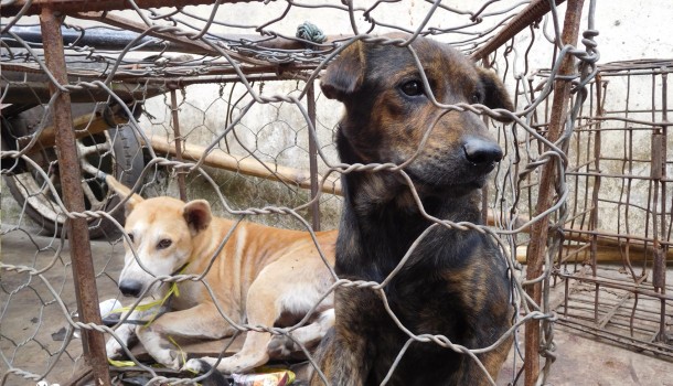 North Sulawesi governor says dogs being bludgeoned and torched for their meat is ‘not cruel’
