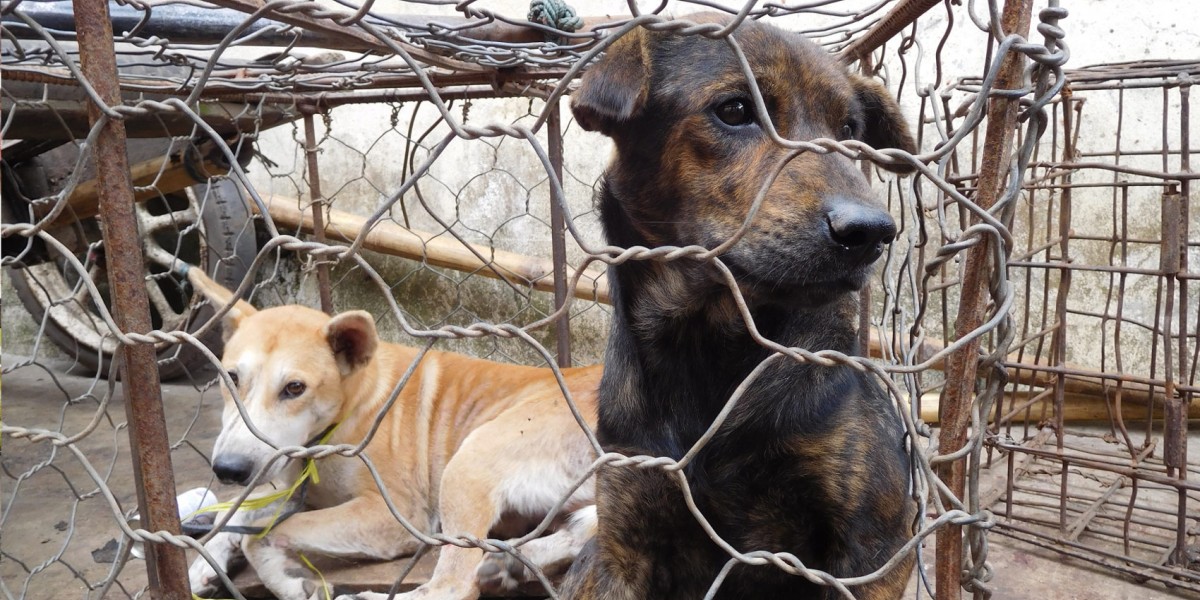 North Sulawesi governor says dogs being bludgeoned and torched for their meat is ‘not cruel’