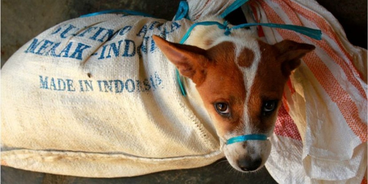 Indonesia’s dangerous & illegal dog meat trade continues unchallenged amidst Covid-19 pandemic, despite warnings from health experts and campaigners