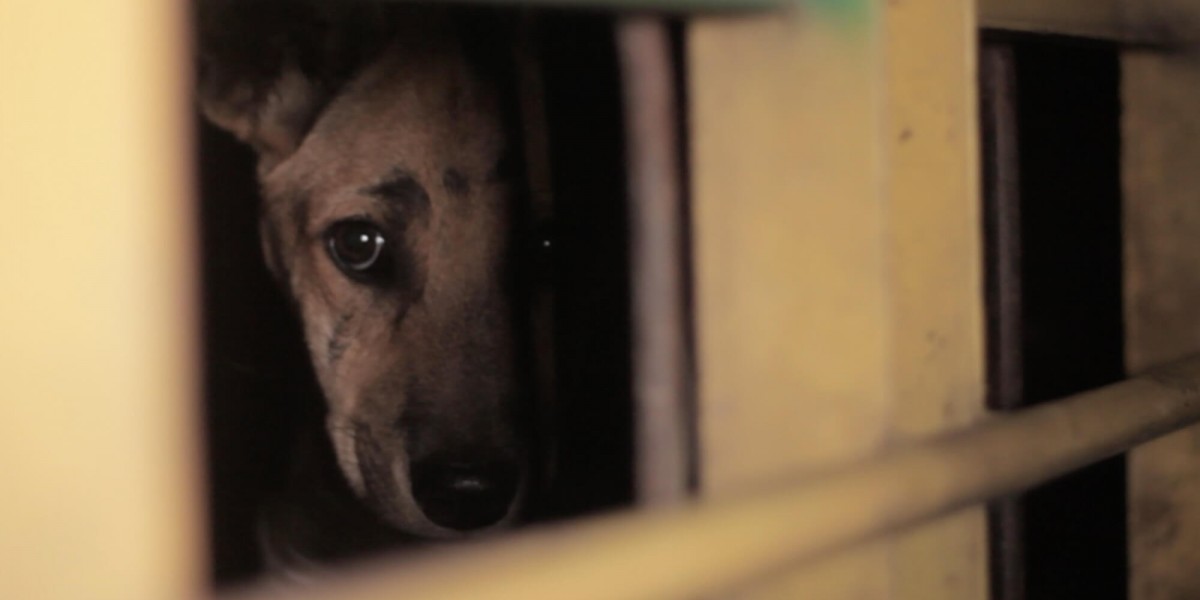 Horrific footage reveals large-scale trade in dogs for human consumption in Indonesia, defying the government’s pledge to end the trade