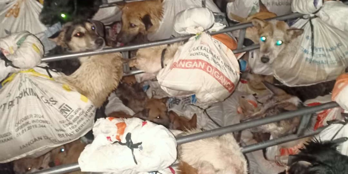 DMFI applauds the country’s first ever dog meat trader interception!