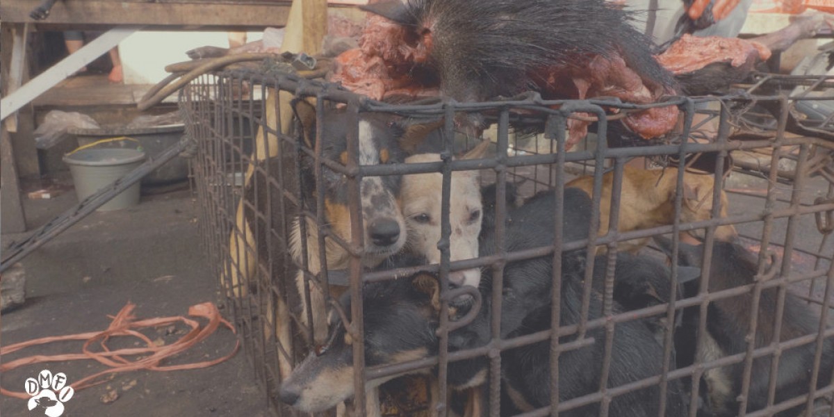 TripAdvisor Removes Promotion of North Sulawesi’s Brutal Live Animal Markets Following DMFI’s Investigations