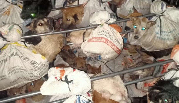 DMFI applauds the country’s first ever dog meat trader interception!