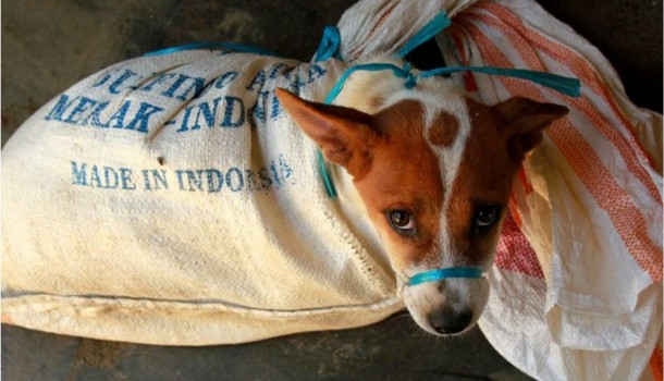 Indonesia’s dangerous & illegal dog meat trade continues unchallenged amidst Covid-19 pandemic, despite warnings from health experts and campaigners