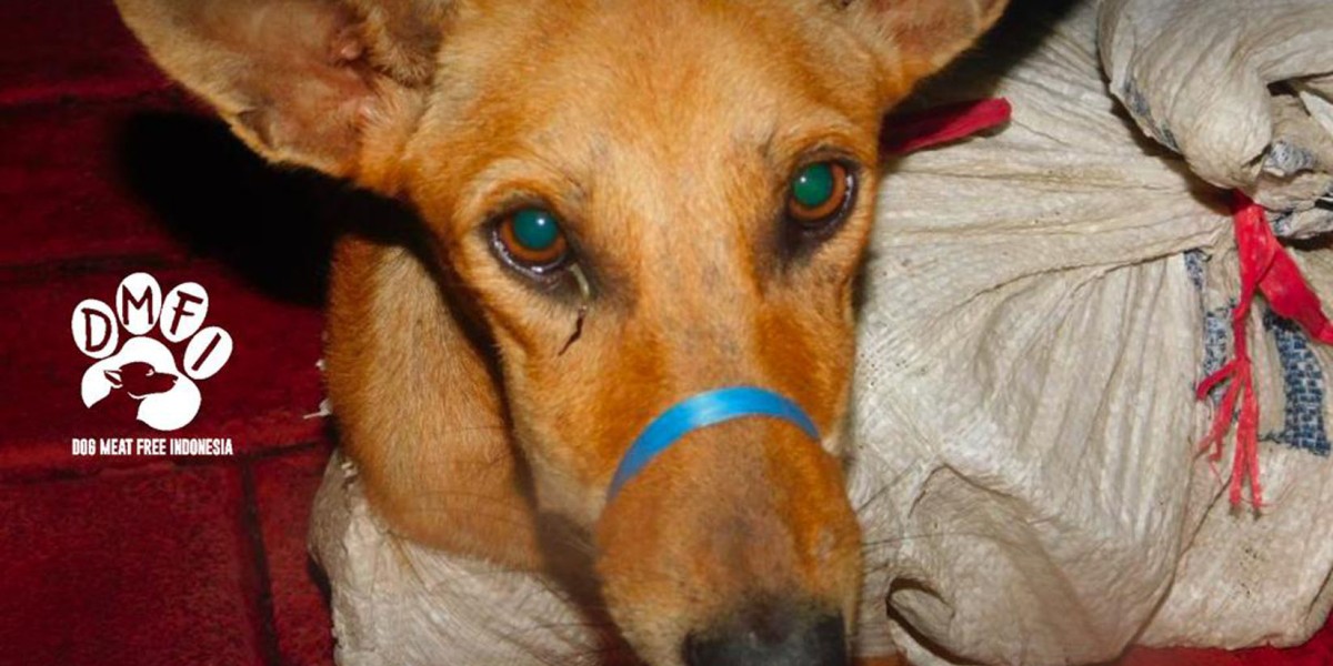 Dog trafficker in Indonesia sentenced to record 17-month jail term for trading in stolen dogs for human consumption