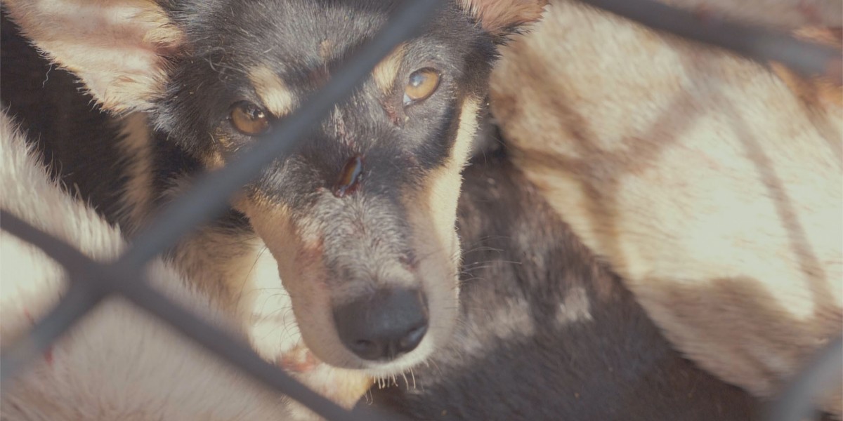 Impactful Actions to End the Dog Meat Trade Are Finally Being Taken in Indonesia