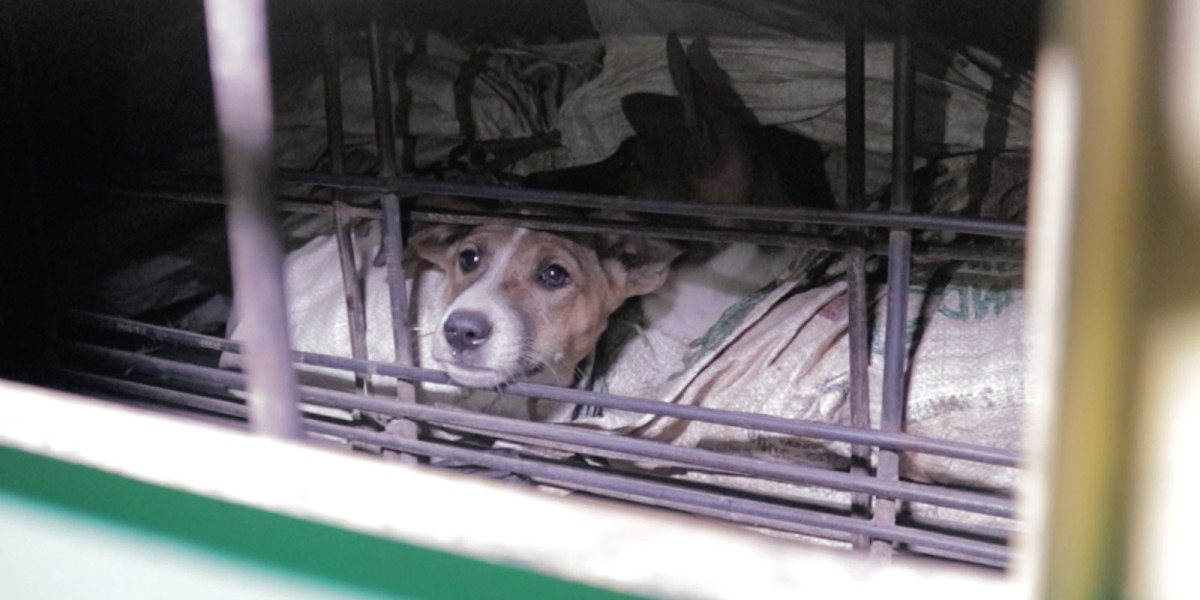 Campaigners―joined by Kim Basinger, Ricky Gervais and Peter Egan― celebrate as Jakarta, Indonesia, bans city’s dog meat trade that kills 340 dogs a day