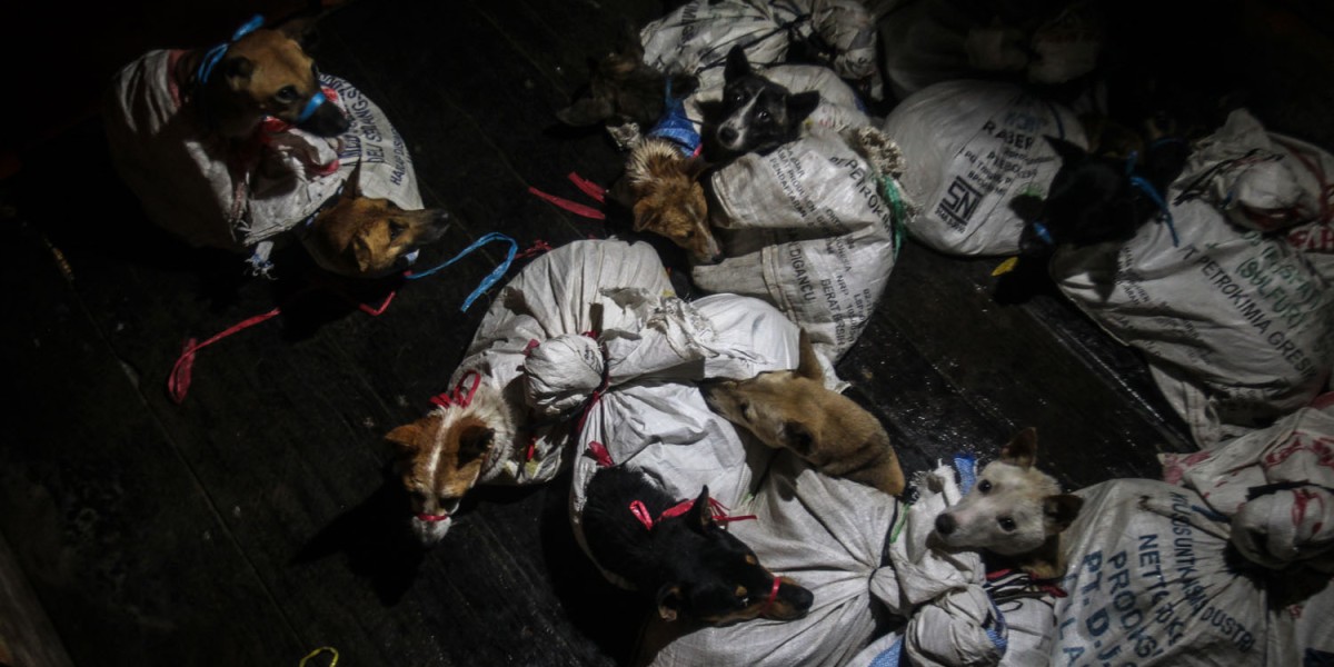 Police in Indonesia intercept a notorious dog meat trader, saving 53 terrified dogs awaiting slaughter