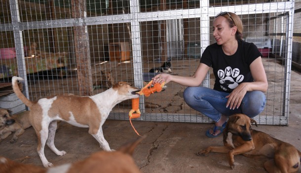 Dog slaughterhouse owner in Indonesia sentenced to 12 months in jail and a fine of over $10,000 for trading in stolen dogs for human consumption 
