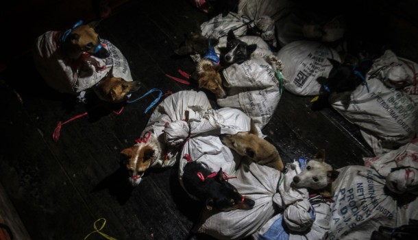 Police in Indonesia intercept a notorious dog meat trader, saving 53 terrified dogs awaiting slaughter