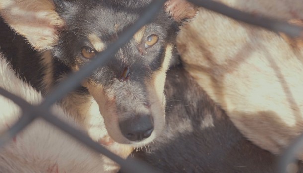 Impactful Actions to End the Dog Meat Trade Are Finally Being Taken in Indonesia