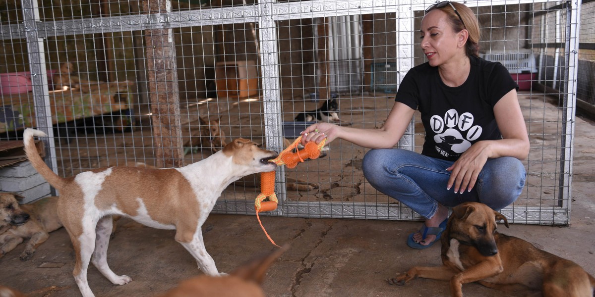 Dog slaughterhouse owner in Indonesia sentenced to 12 months in jail and a fine of over $10,000 for trading in stolen dogs for human consumption 