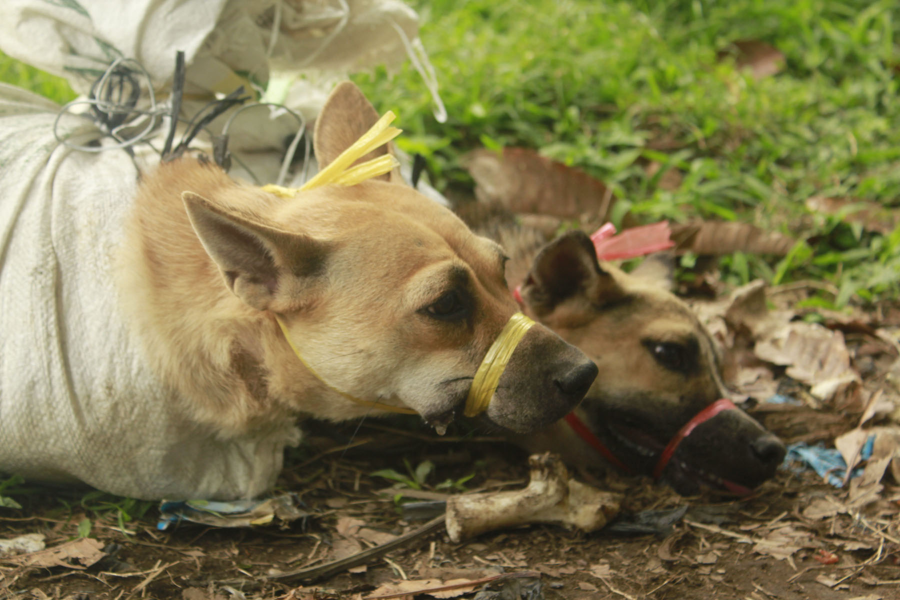 Impactful Actions to End the Dog Meat Trade Are Finally Being Taken in Indonesia