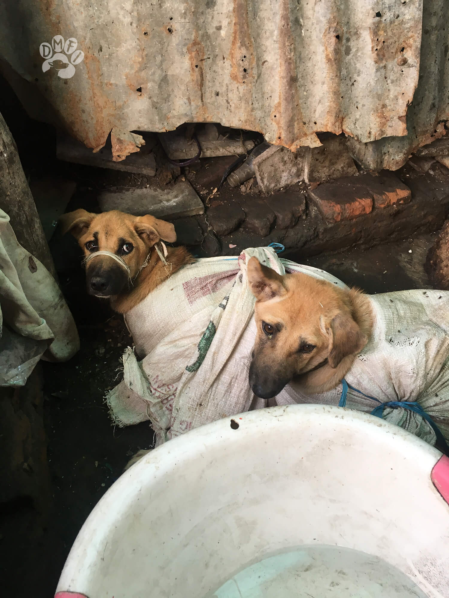 The Dog Meat Free Indonesia (DMFI) Coalition Applauds the Mayor Yuliyanto of Salatiga City for Publishing official Regulations Strictly Prohibiting the Dog Meat Trade