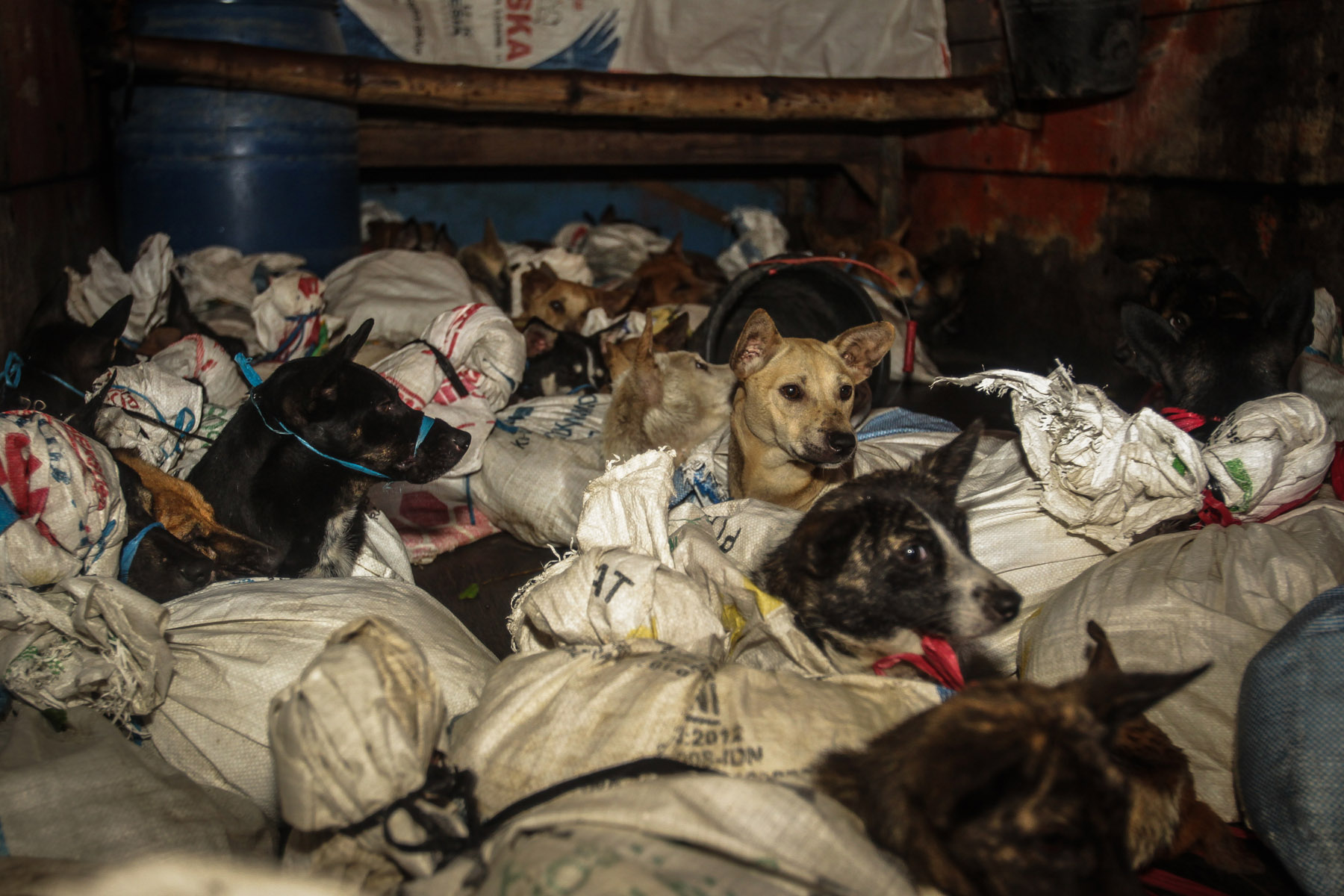Dog slaughterhouse owner in Indonesia sentenced to 12 months in jail and a fine of over $10,000 for trading in stolen dogs for human consumption