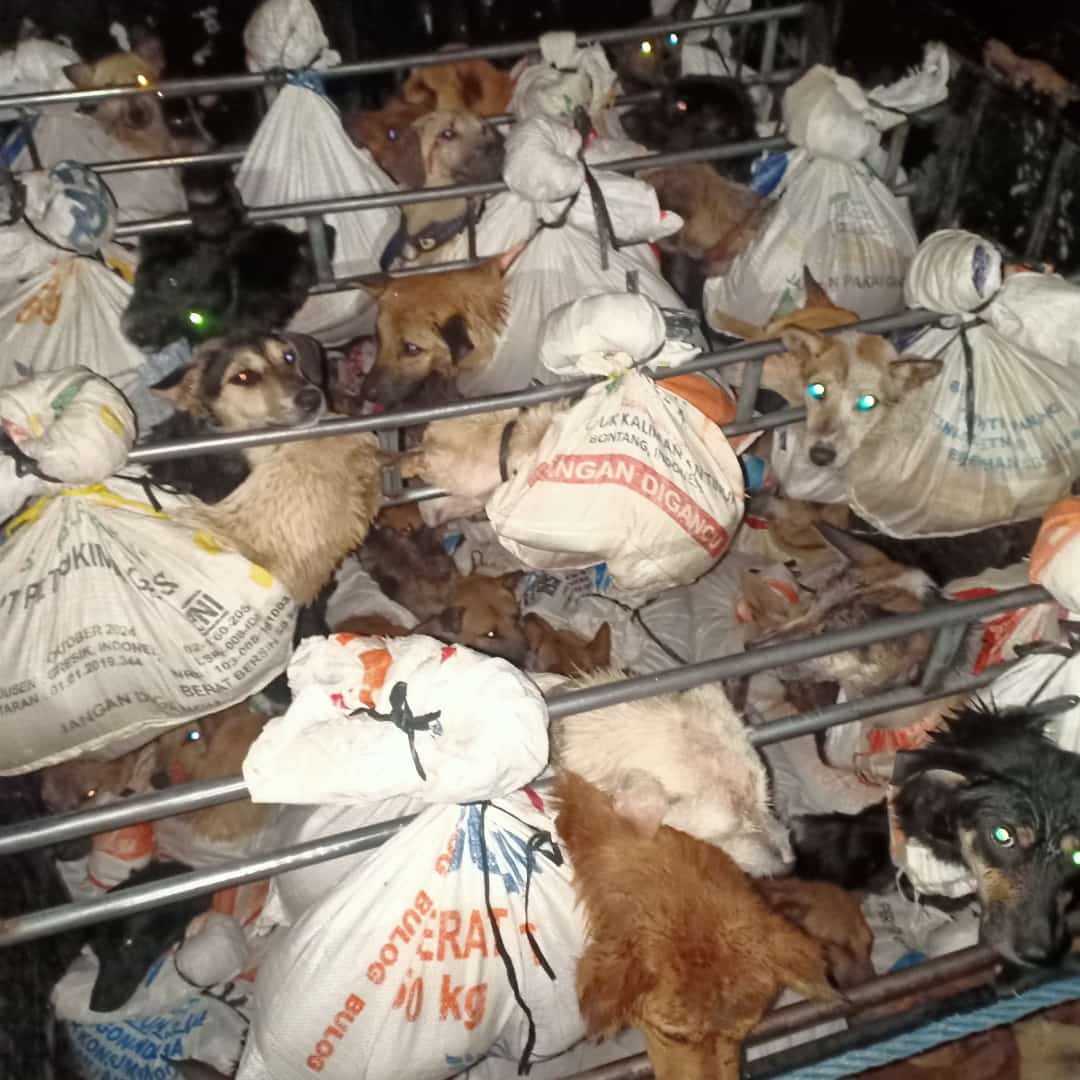 Dog meat traders to be prosecuted for the first time in Indonesian history after truck with 78 dogs intercepted by police   