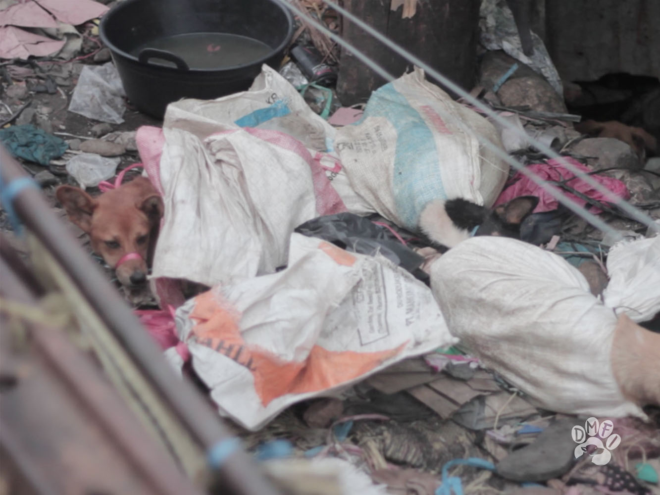 Indonesian court cracks down on dog meat trade for first time ever as trader is sentenced to 10 months in prison and $10,000 fine