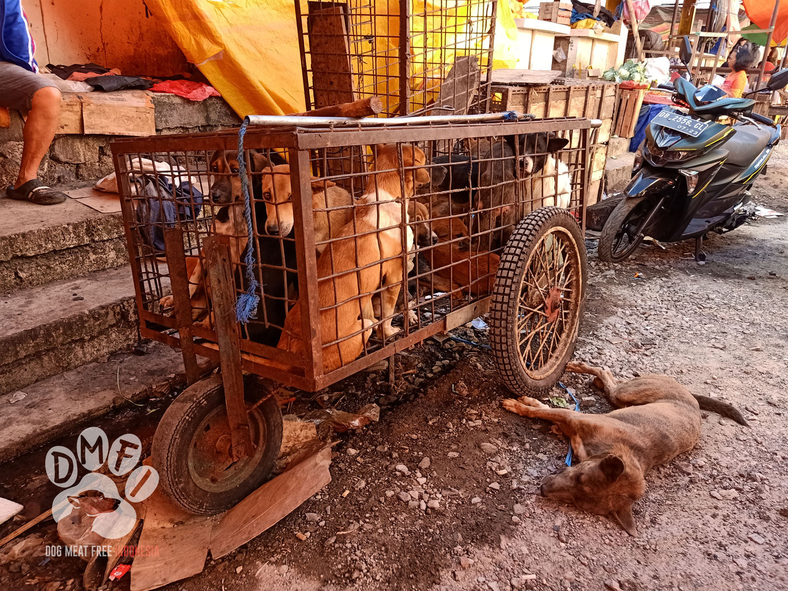 250,000 petition signatures are presented to Indonesia’s North Sulawesi Governor defying Government’s call to end the dog and cat meat trade