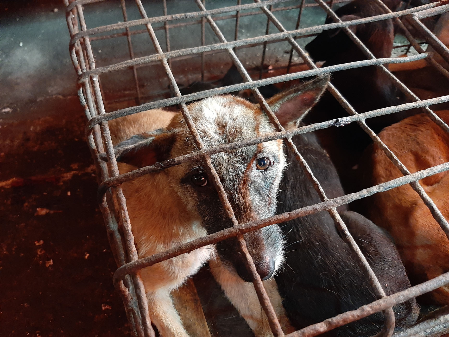 Authorities urged to shut down the terror of North Sulawesi’s extreme wet markets where dogs and cats are brutally killed for meat alongside bats and snakes despite disease risk