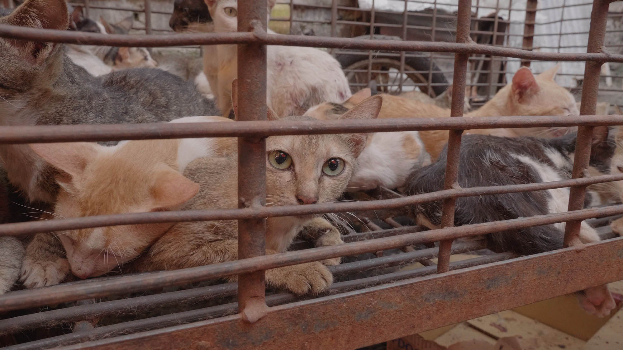 On Indonesia’s “National Day of Heroes”, Hundreds Take to the Streets in Cities Throughout the Country to Join us in Our United Calls for A Dog And Cat Meat Free Indonesia!