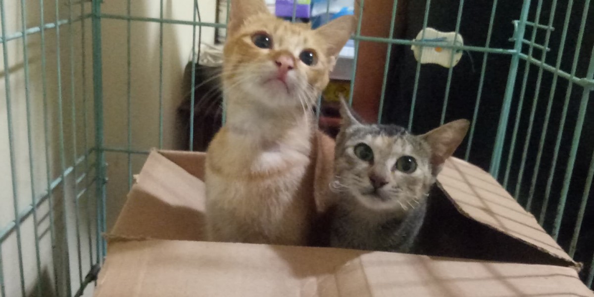 Tulip and Daisy Rescued from Tomohon Extreme Market