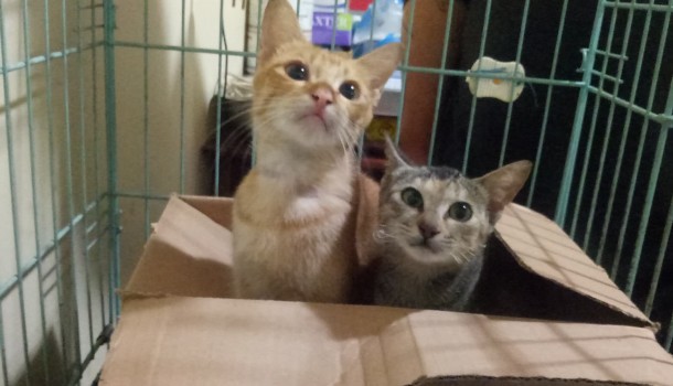 Tulip and Daisy Rescued from Tomohon Extreme Market