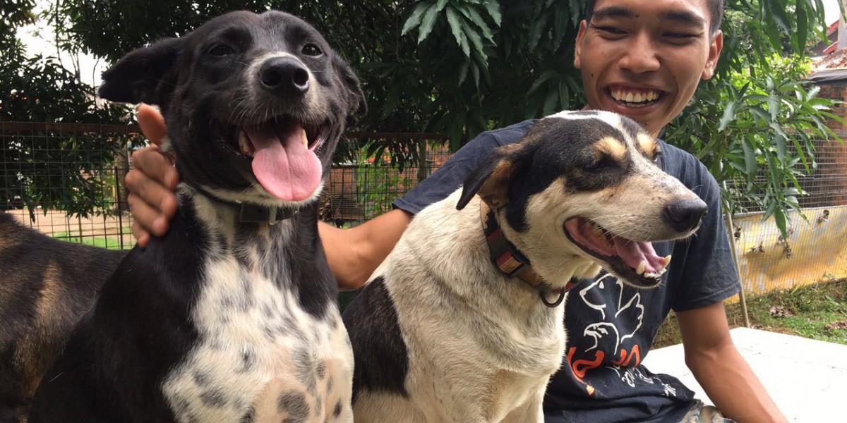 Ending Indonesia’s Dog and Cat Meat Trades: The Journey So Far