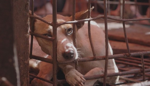 Dame Judi Dench, Ricky Gervais, Joanna Lumley unite with Indonesian superstars to urge President Jokowi to respond to COVID-19 by closing down Indonesia’s   live animal markets and dog and cat meat trades 