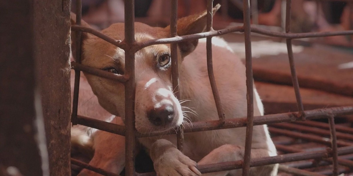 Dame Judi Dench, Ricky Gervais, Joanna Lumley unite with Indonesian superstars to urge President Jokowi to respond to COVID-19 by closing down Indonesia’s live animal markets and dog and cat meat trades