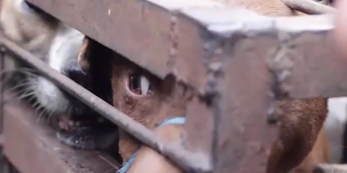 The Dog Meat Trade is cruel and dangerous, and it must stop!