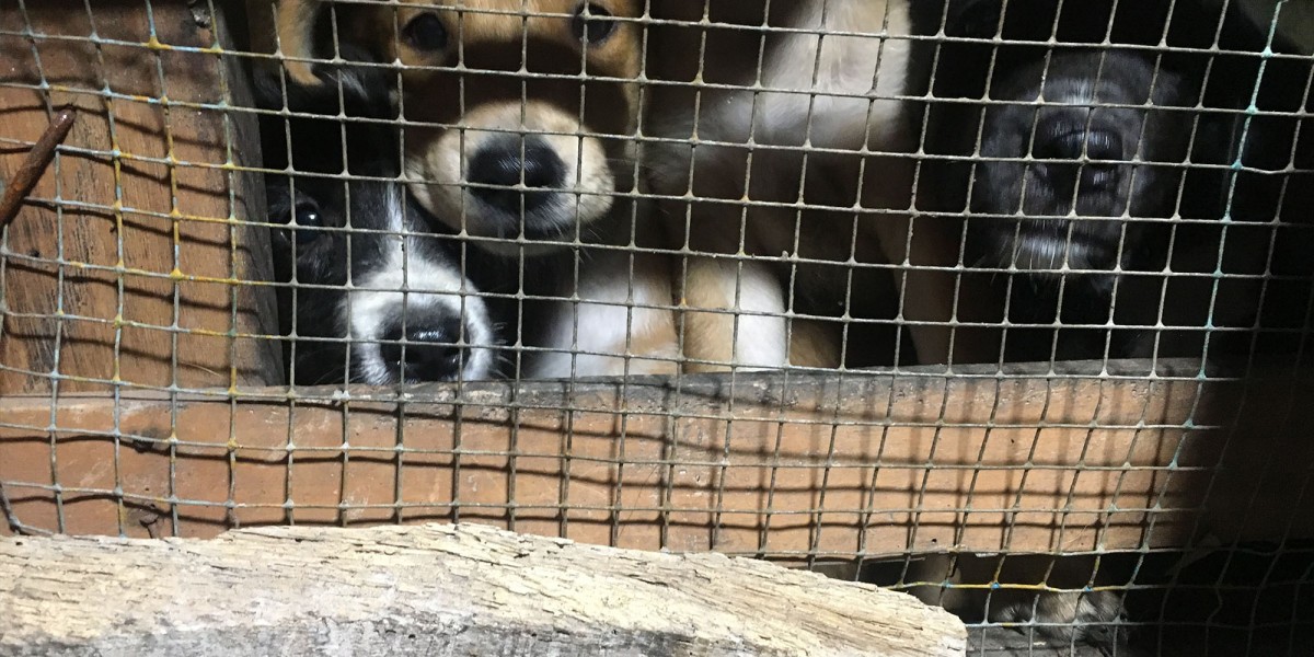 Dog Meat-Free Indonesia campaigners warn of deadly rabies transmission without enforced ban on brutal dog meat trade